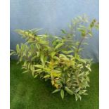 Leucothoe Whitewater. Not available for in-house P&P, contact Paul O'Hea at Mailboxes on 01925