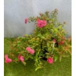 Spirea. Not available for in-house P&P, contact Paul O'Hea at Mailboxes on 01925 659133