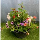 Planted Barrel pot. Not available for in-house P&P, contact Paul O'Hea at Mailboxes on 01925 659133