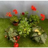 Six pots: 2x Geranium, 2x Dahlia and 2x Begonia. Not available for in-house P&P, contact Paul O'