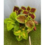 Large Coleus planted pot. Not available for in-house P&P, contact Paul O'Hea at Mailboxes on 01925