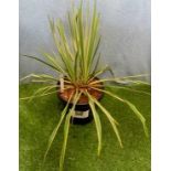 Bright Edge Yucca. Not available for in-house P&P, contact Paul O'Hea at Mailboxes on 01925 659133