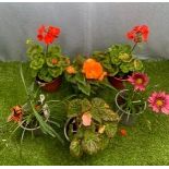 Six pots: 2x Begonia, 2x Geranium and 2x Gazinea. Not available for in-house P&P, contact Paul O'Hea