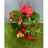 Begonia planted pot. Not available for in-house P&P, contact Paul O'Hea at Mailboxes on 01925 659133