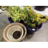 Two matching blue plant pots and two others. Not available for in-house P&P, contact Paul O'Hea at