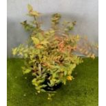 Hypericum shrub. Not available for in-house P&P, contact Paul O'Hea at Mailboxes on 01925 659133