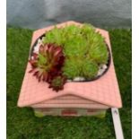 Succulents in ceramic cottage planter. Not available for in-house P&P, contact Paul O'Hea at
