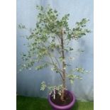 Aromatic Eucalyptus. Not available for in-house P&P, contact Paul O'Hea at Mailboxes on 01925 659133