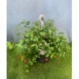 Fuchsia Hanging Basket. Not available for in-house P&P, contact Paul O'Hea at Mailboxes on 01925