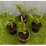 Four Box Bushes. Not available for in-house P&P, contact Paul O'Hea at Mailboxes on 01925 659133