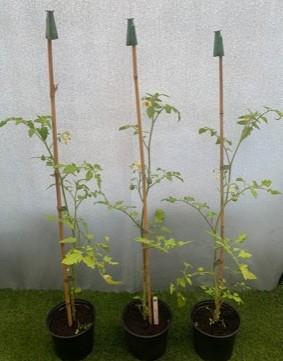 Three Tomato plants. Not available for in-house P&P, contact Paul O'Hea at Mailboxes on 01925 659133