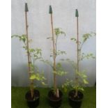 Three Tomato plants. Not available for in-house P&P, contact Paul O'Hea at Mailboxes on 01925 659133