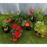 Eight mixed pots. Not available for in-house P&P, contact Paul O'Hea at Mailboxes on 01925 659133