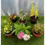 Six Perennials. Not available for in-house P&P, contact Paul O'Hea at Mailboxes on 01925 659133