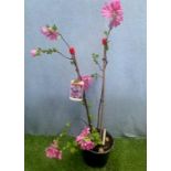 Lavatera Rosea Shrub. Not available for in-house P&P, contact Paul O'Hea at Mailboxes on 01925