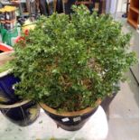 A blue plant pot with a potted shrub. Not available for in-house P&P, contact Paul O'Hea at