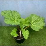 Rhubarb. Not available for in-house P&P, contact Paul O'Hea at Mailboxes on 01925 659133