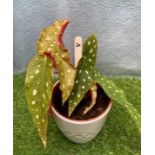 Poker Dot Begonia in ceramic pot. Not available for in-house P&P, contact Paul O'Hea at Mailboxes on