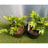 Two Holly House Ferns. Not available for in-house P&P, contact Paul O'Hea at Mailboxes on 01925