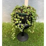 String of Pearls houseplant in Black Gin Glass. Not available for in-house P&P, contact Paul O'Hea