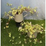 Two Ivy Tea Pot Planters. Not available for in-house P&P, contact Paul O'Hea at Mailboxes on 01925