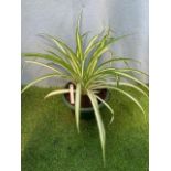 Spider Plant. Not available for in-house P&P, contact Paul O'Hea at Mailboxes on 01925 659133