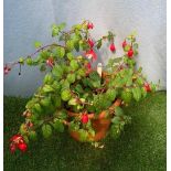 Hardy Fuchsia Planted Pot. Not available for in-house P&P, contact Paul O'Hea at Mailboxes on