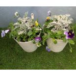 Two White Planted Pots. Not available for in-house P&P, contact Paul O'Hea at Mailboxes on 01925