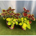 Two Coleus Planted Pots. Not available for in-house P&P, contact Paul O'Hea at Mailboxes on 01925