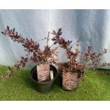 Two Red Chief Berberis. Not available for in-house P&P, contact Paul O'Hea at Mailboxes on 01925