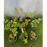 Ten herbs. Not available for in-house P&P, contact Paul O'Hea at Mailboxes on 01925 659133