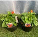 Two Koi Geum. Not available for in-house P&P, contact Paul O'Hea at Mailboxes on 01925 659133