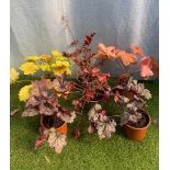 Six Heuchera. Not available for in-house P&P, contact Paul O'Hea at Mailboxes on 01925 659133