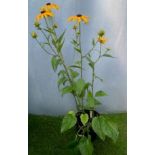 Rudbeckia. Not available for in-house P&P, contact Paul O'Hea at Mailboxes on 01925 659133