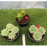 Three Ceramic Succulent Pots. Not available for in-house P&P, contact Paul O'Hea at Mailboxes on