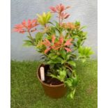 Pieris Forest Flame. Not available for in-house P&P, contact Paul O'Hea at Mailboxes on 01925 659133