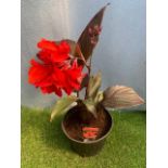 Canna Lily, Cannova F1 Red. Not available for in-house P&P, contact Paul O'Hea at Mailboxes on 01925