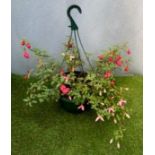 Fuchsia Hanging Basket. Not available for in-house P&P, contact Paul O'Hea at Mailboxes on 01925