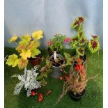 Six Mixed Pots. Not available for in-house P&P, contact Paul O'Hea at Mailboxes on 01925 659133