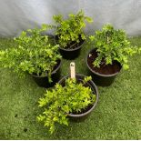 Four evergreen Boxwood. Not available for in-house P&P