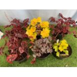 Six Heuchera. Not available for in-house P&P