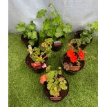Six mixed Geraniums. Not available for in-house P&P