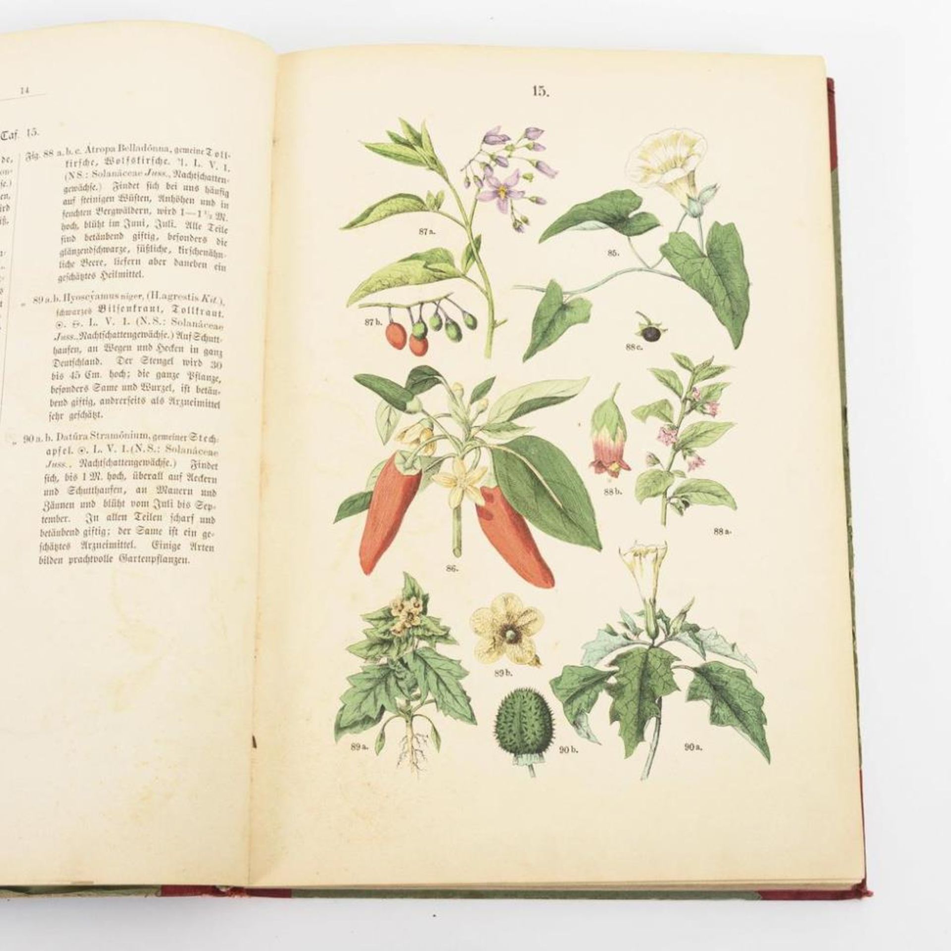 HOFFMANN, Carl. "Pflanzen-Atlas". - Bild 2 aus 3