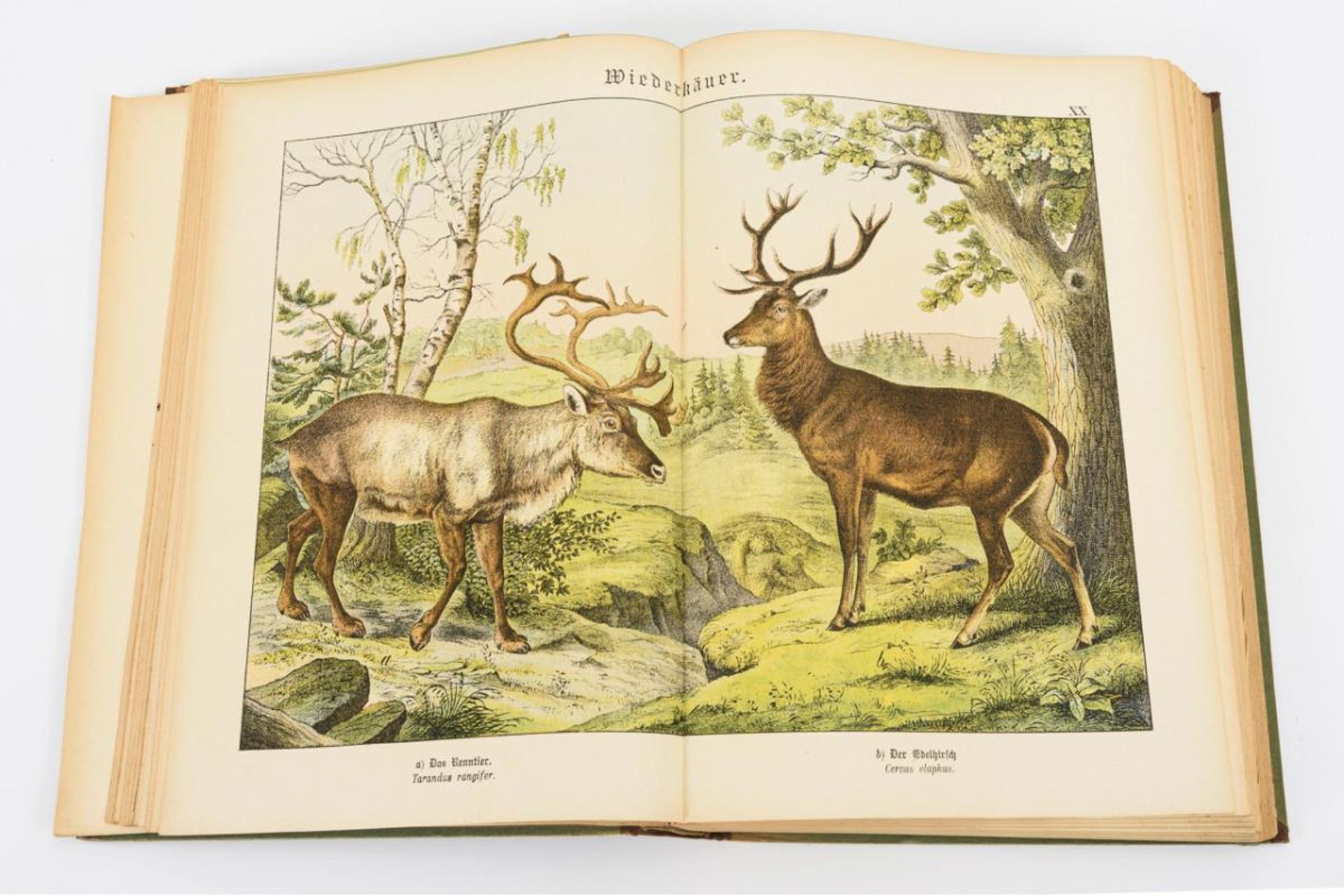 SCHUBERT, Gotthilf Heinrich von. 3 Bücher Naturgeschichte mit Lithographien. - Bild 2 aus 3