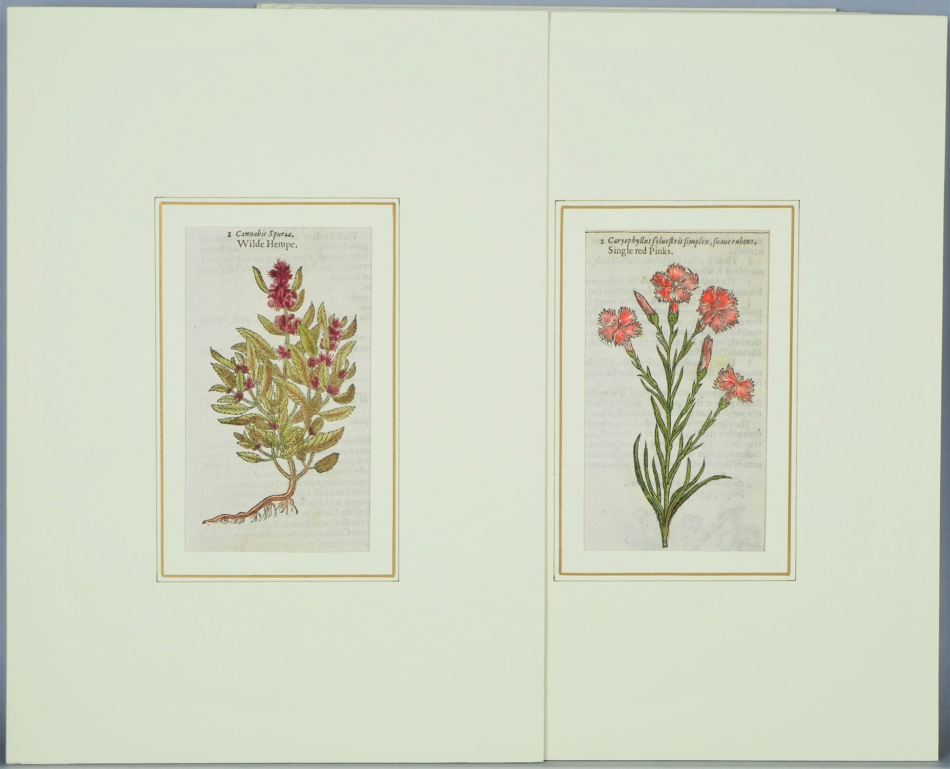 Mix of colored engravings, floral motifs, probably England, 17th century.  - Image 4 of 7