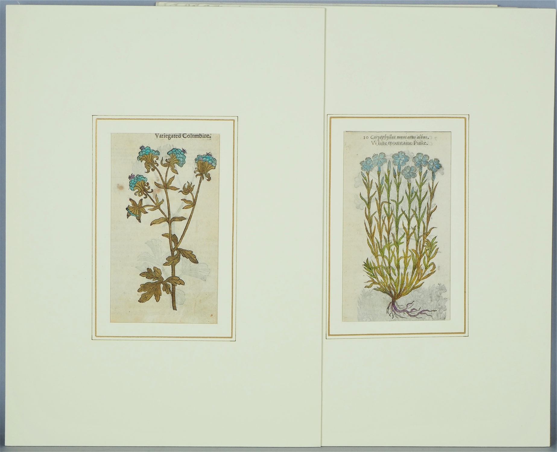 Mix of colored engravings, floral motifs, probably England, 17th century.  - Image 5 of 7