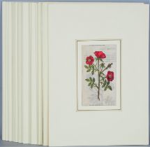 Konvolut kolorierte Stiche, Blumenmotive, wohl England, 17. Jh.