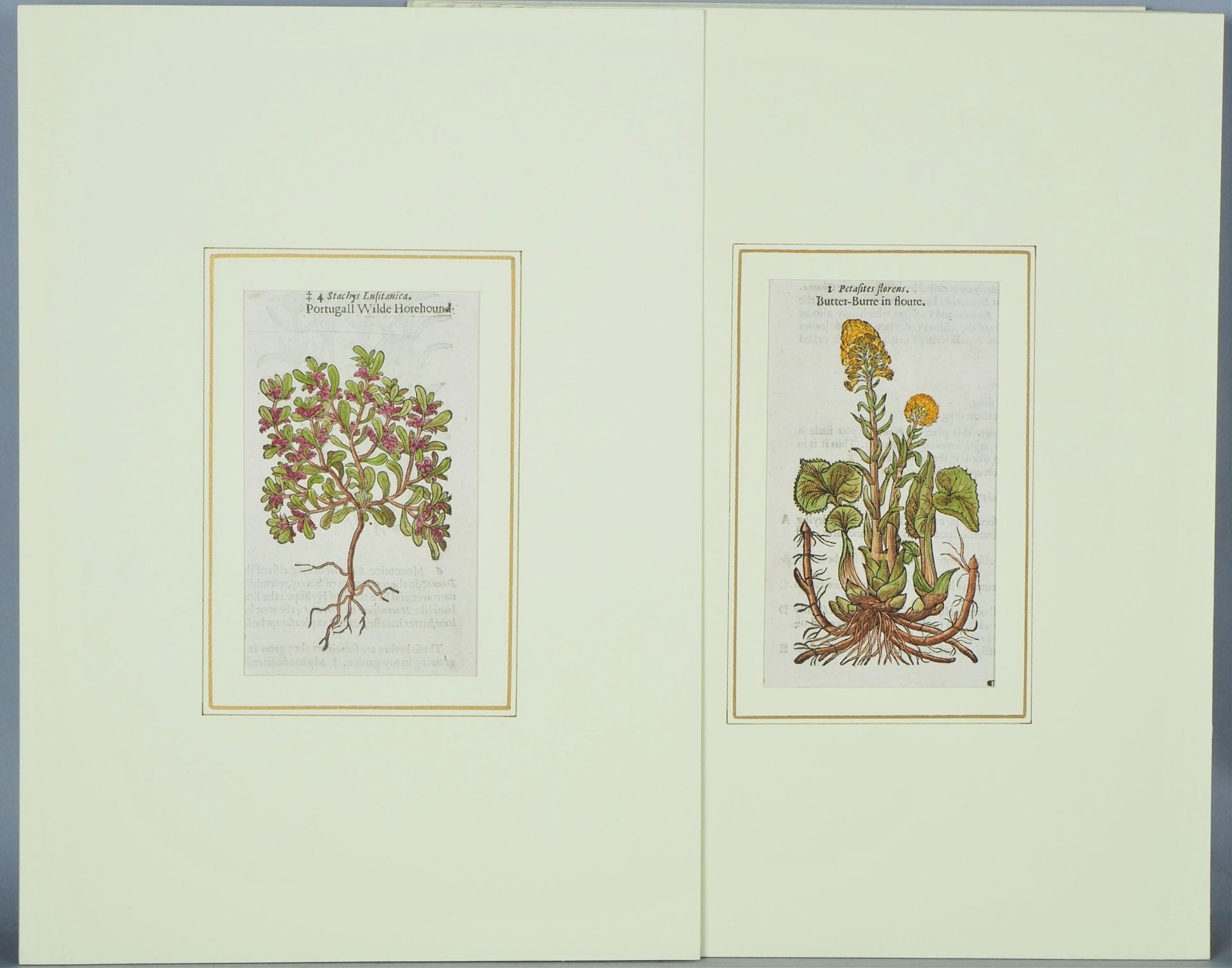 Konvolut kolorierte Stiche, Blumenmotive, wohl England, 17. Jh. - Bild 6 aus 7