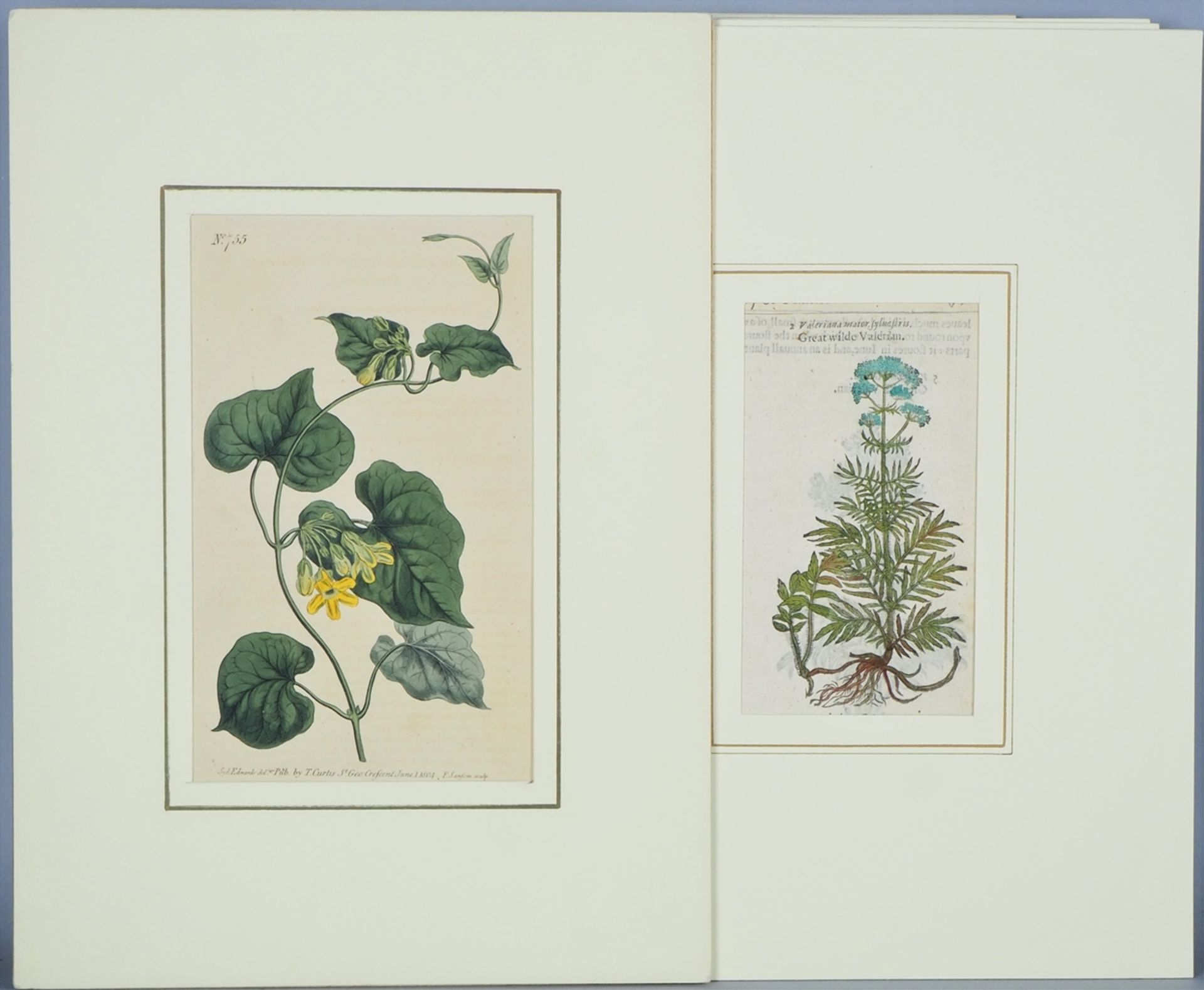 Konvolut kolorierte Stiche, Blumenmotive, wohl England, 17. Jh. - Bild 3 aus 7