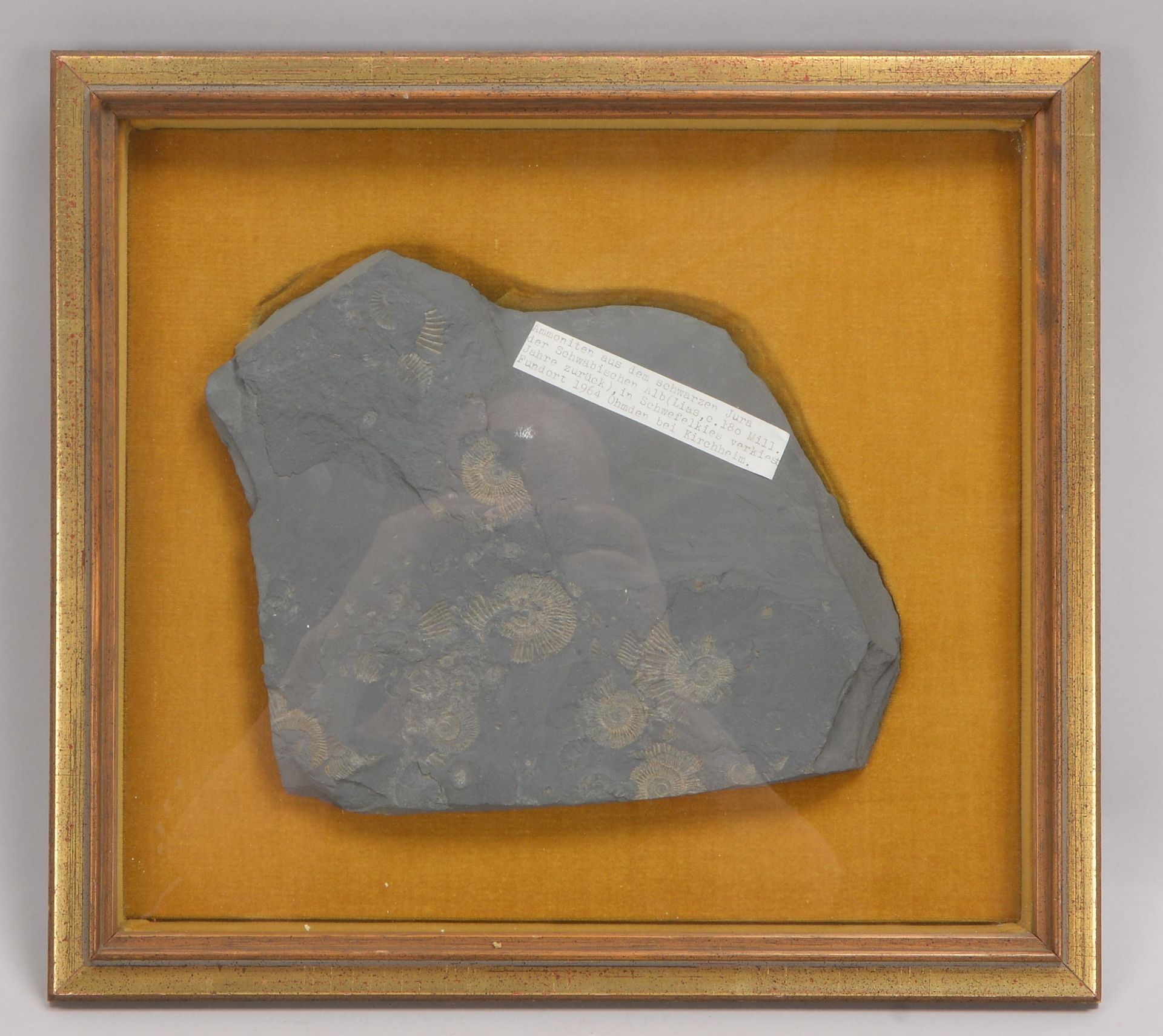 Sammler-Fossilien: Ammoniten (aus dem Lias/Schwarzen Jura der Schw&auml;bischen Alb vor ca. 180 Mio.